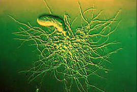emulsion